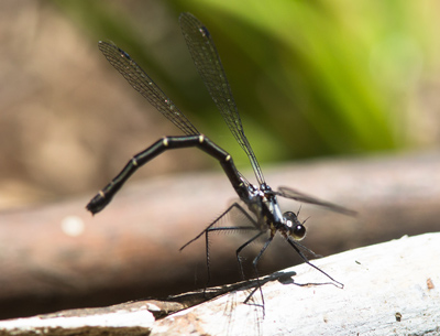 Austroargiolestes christine